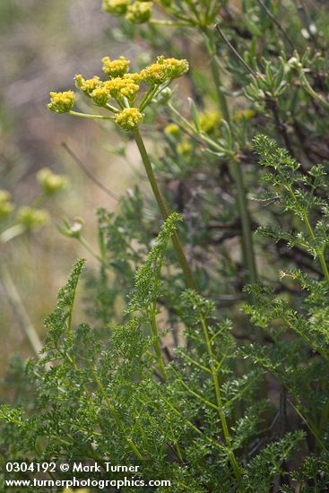 Northern Indian Parsnip (Turpentine Wavewing)