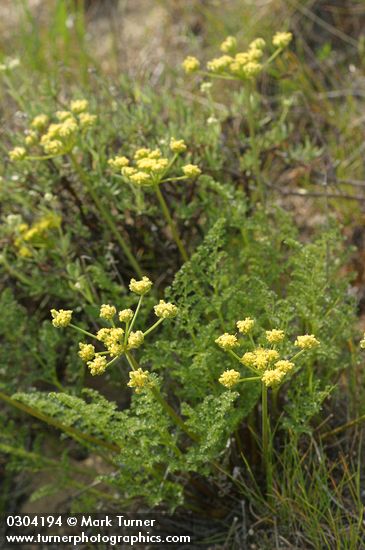 Northern Indian Parsnip (Turpentine Wavewing)