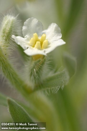 Gray Cryptantha blossom extreme detail