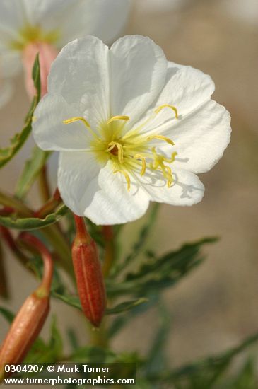 Pale Evening Primrose blossom