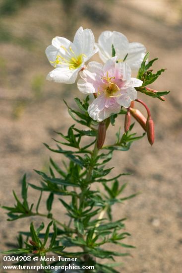 Pale Evening Primrose