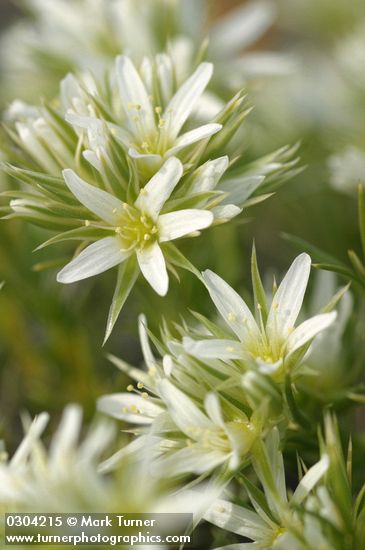 Franklin's Sandwort blossoms detail