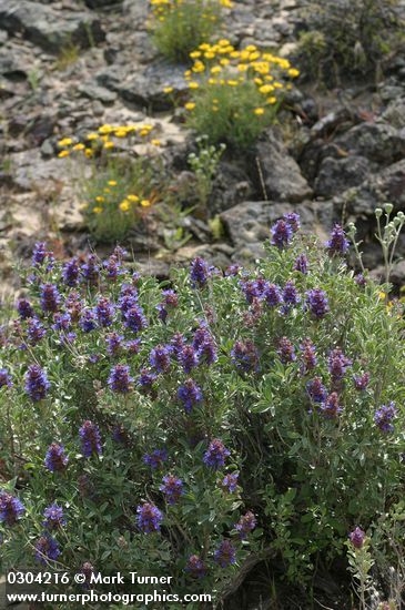 Purple Sage w/ Linear-leaf Daisies bkgnd