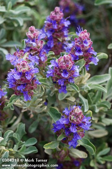 Purple Sage