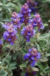 Purple Sage