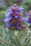 Purple Sage blossoms & foliage detail