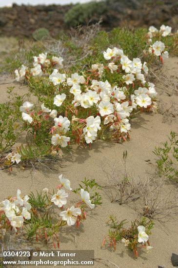 Pale Evening Primroses on sand dune