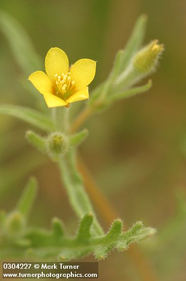 White-stemmed Stick-leaf blossom & foliage detail