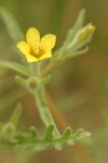 White-stemmed Stick-leaf blossom & foliage detail