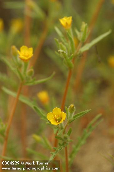 White-stemmed Stick-leaf