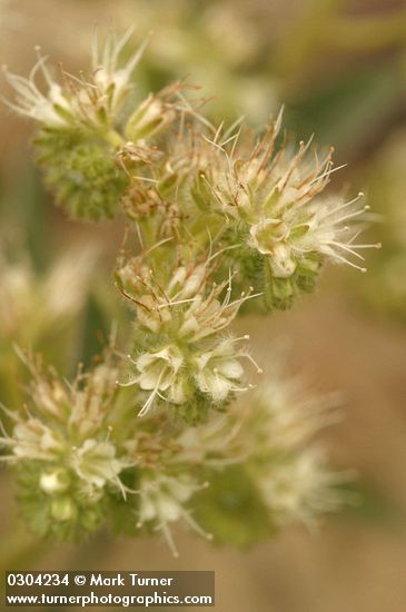 Silverleaf Phacelia blossoms detail