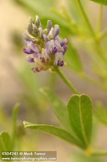 Lance-leaf Scurf Pea blossoms & foliage detail