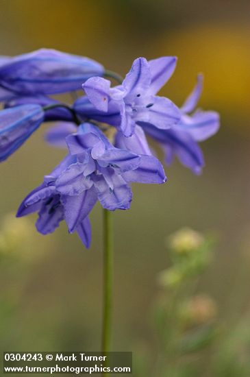 Large-flowered Brodiaea blossoms