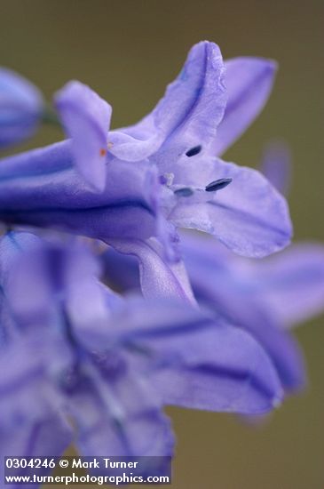 Large-flowered Brodiaea blossoms detail
