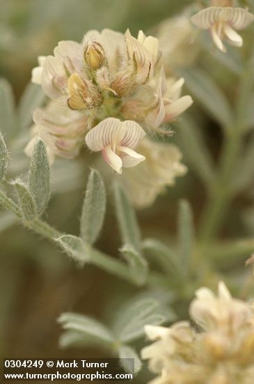 Milk-vetch blossoms & foliage detail