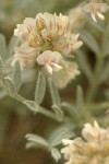 Milk-vetch blossoms & foliage detail