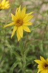 Cusick's Sunflower