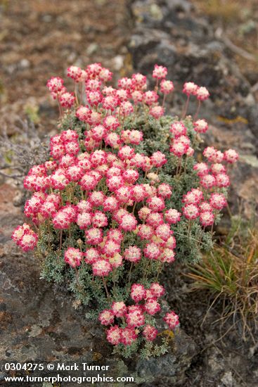 Thyme-leaf Desert Buckwheat