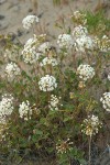 Sand Verbena