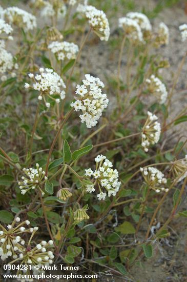 Sand Verbena