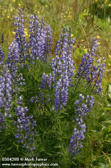 Silky Lupine