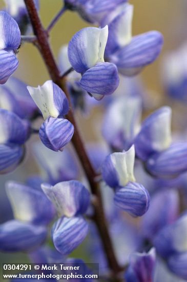 Silky Lupine blossoms detail