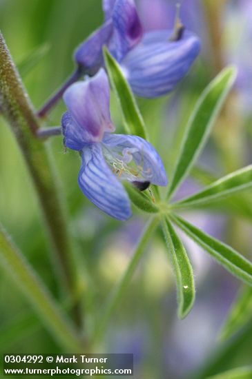 Silky Lupine blossom & foliage detail