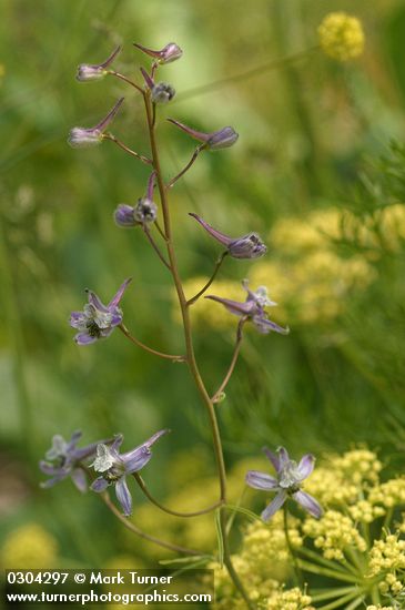 Thin Petal Larkspur blossoms