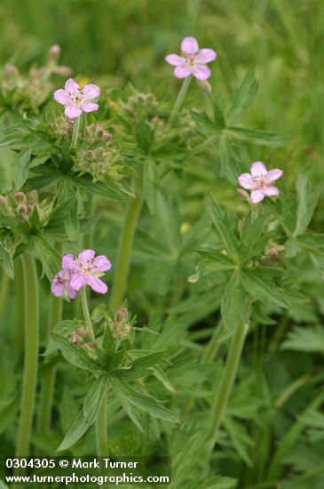 Sticky Purple Geraniums