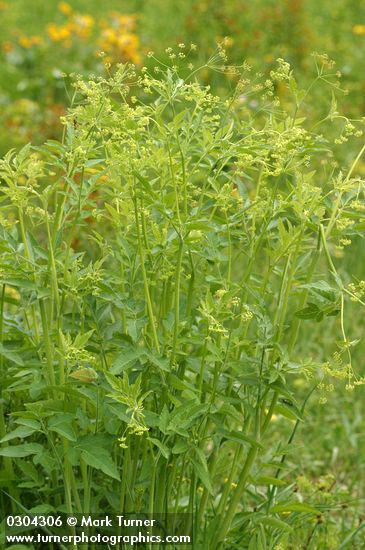 Western Sweet Cicely