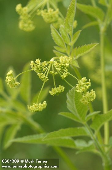 Western Sweet Cicely blossoms & foliage