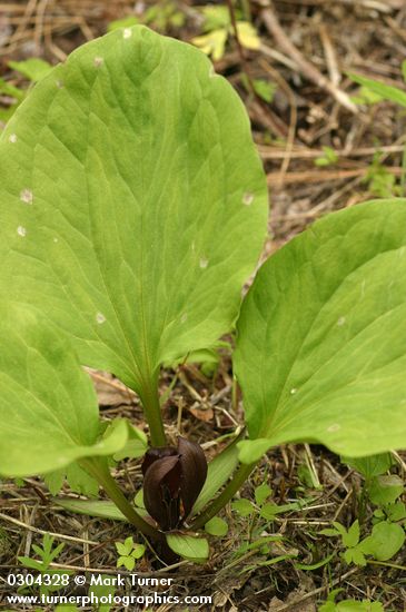 Roundleaf Trillium