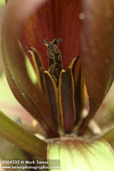 Roundleaf Trillium blossom extreme detail