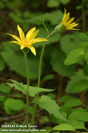 Heart-leaf Arnica
