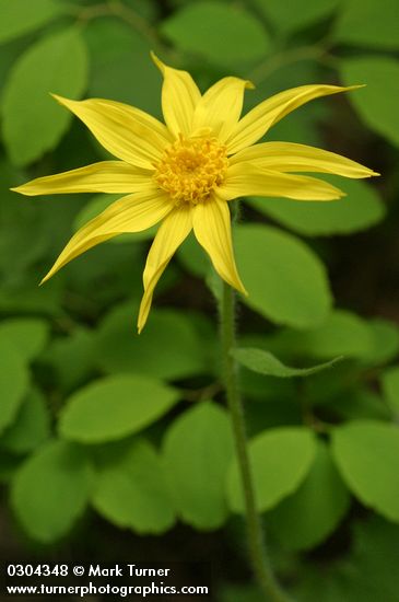 Heart-leaf Arnica blossom detail