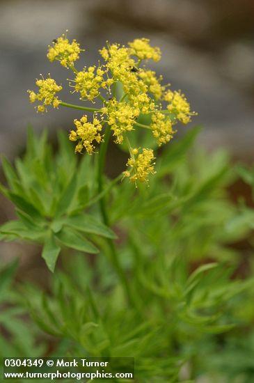 Brandegee's Desert Parsley