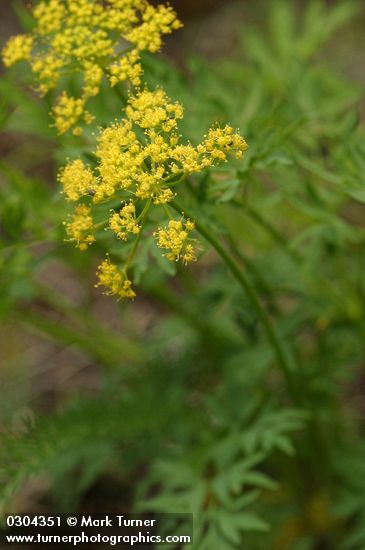 Brandegee's Desert Parsley