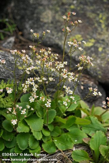 Idaho Saxifrage