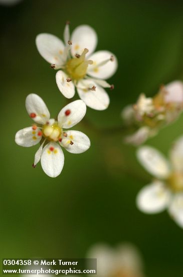 Idaho Saxifrage blossoms detail