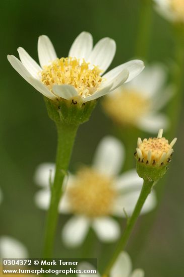 Tower Butterweed blossom detail