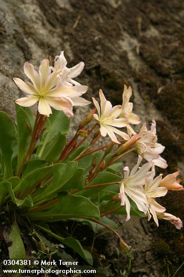 Tweedy's Lewisia