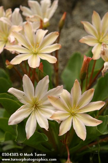 Tweedy's Lewisia blossoms