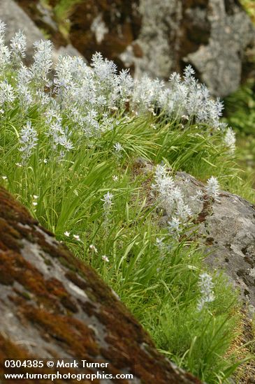 Common Camas on granite cliffs