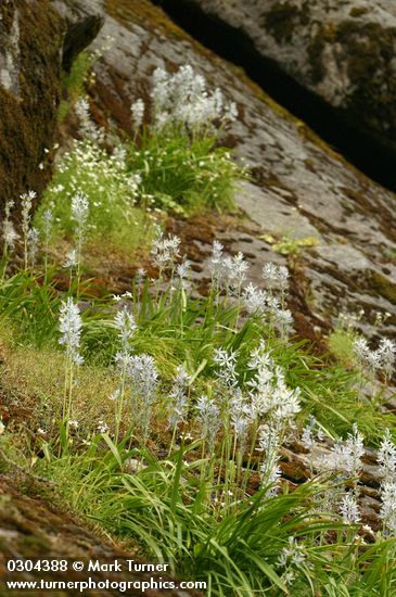Common Camas on granite cliffs