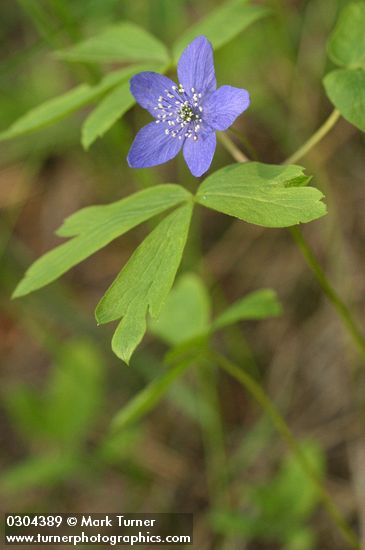 Oregon Anemone (blue form)