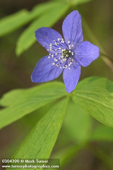 Oregon Anemone (blue form) blossom & foliage detail