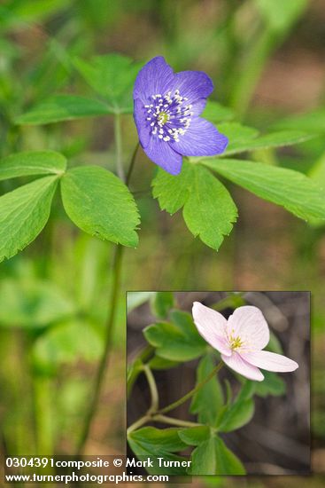 Oregon Anemone (blue form)