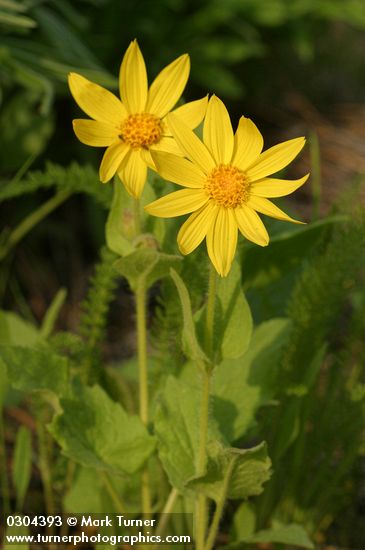 Heart-leaf Arnica
