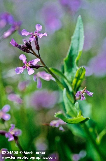 Blue Mustard blossoms