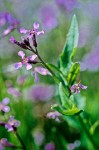 Blue Mustard blossoms